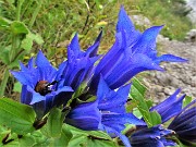 72 Gentiana asclepiadea (Genziana minore)
